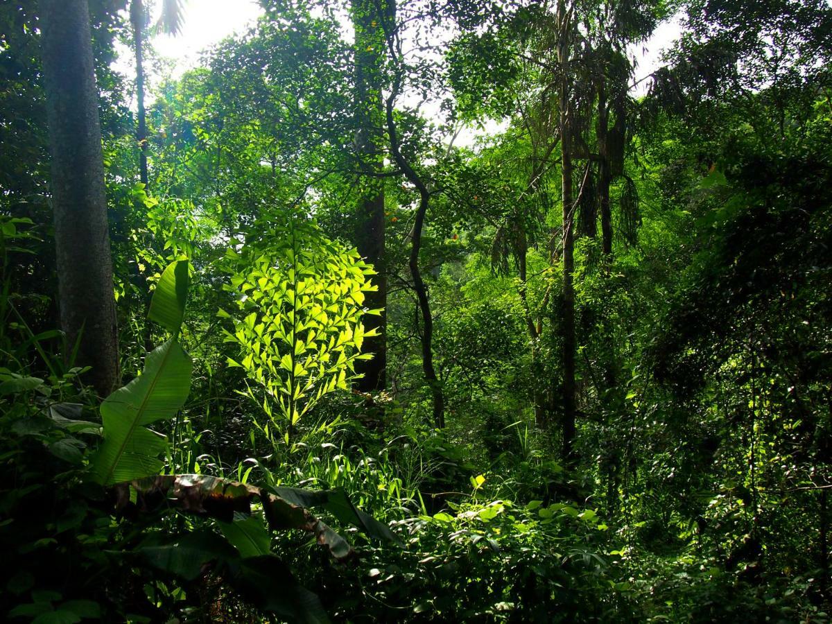 Natural Mystic Sanctuary Deniyaya Exterior photo