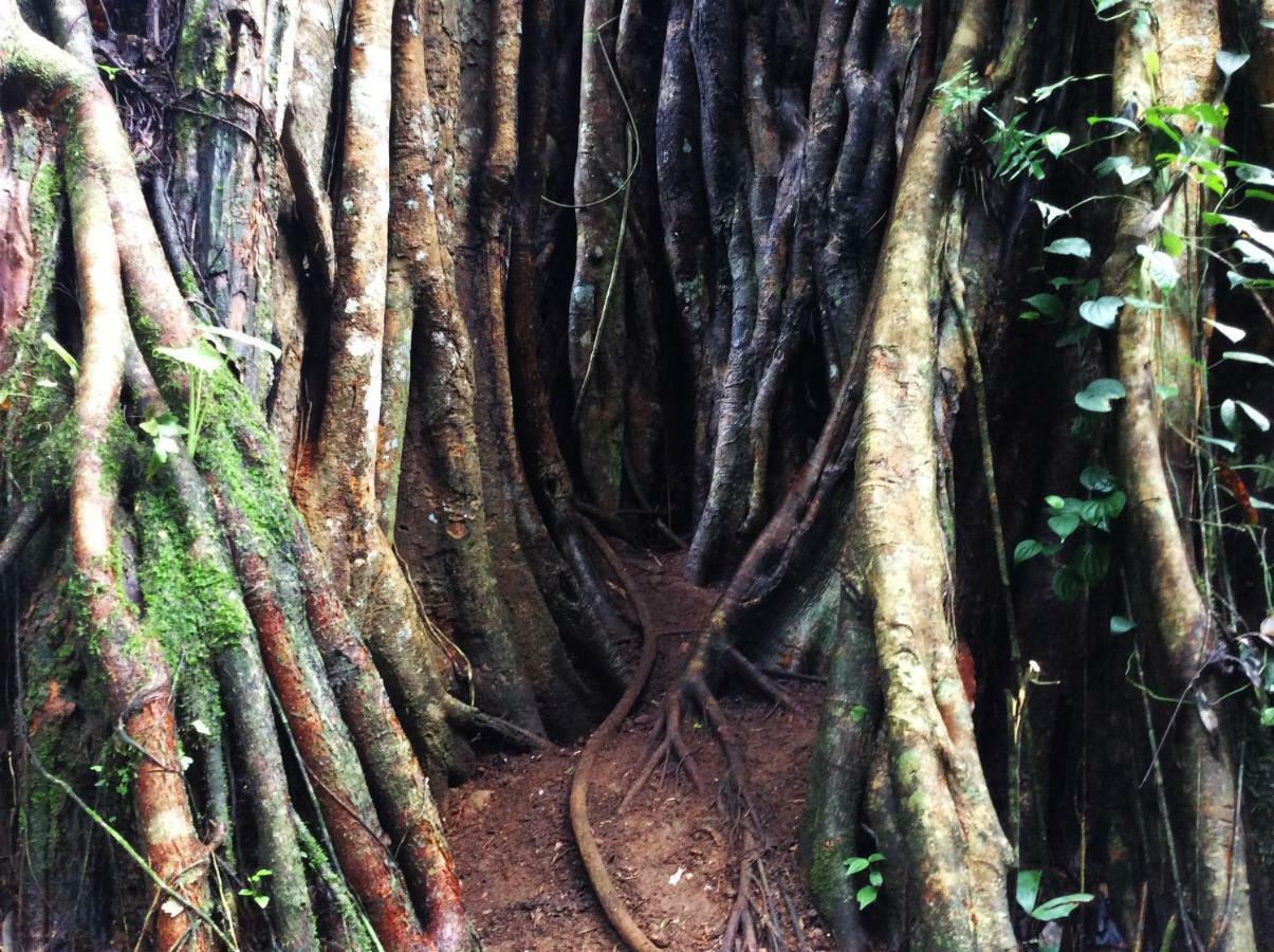 Natural Mystic Sanctuary Deniyaya Exterior photo